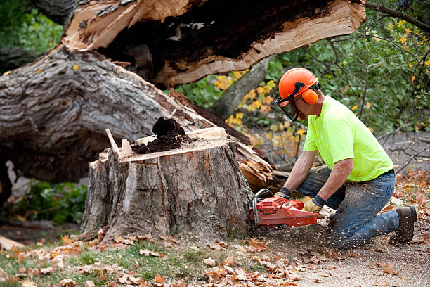 Best Lawn Renovation and Restoration  in Bethany, OR